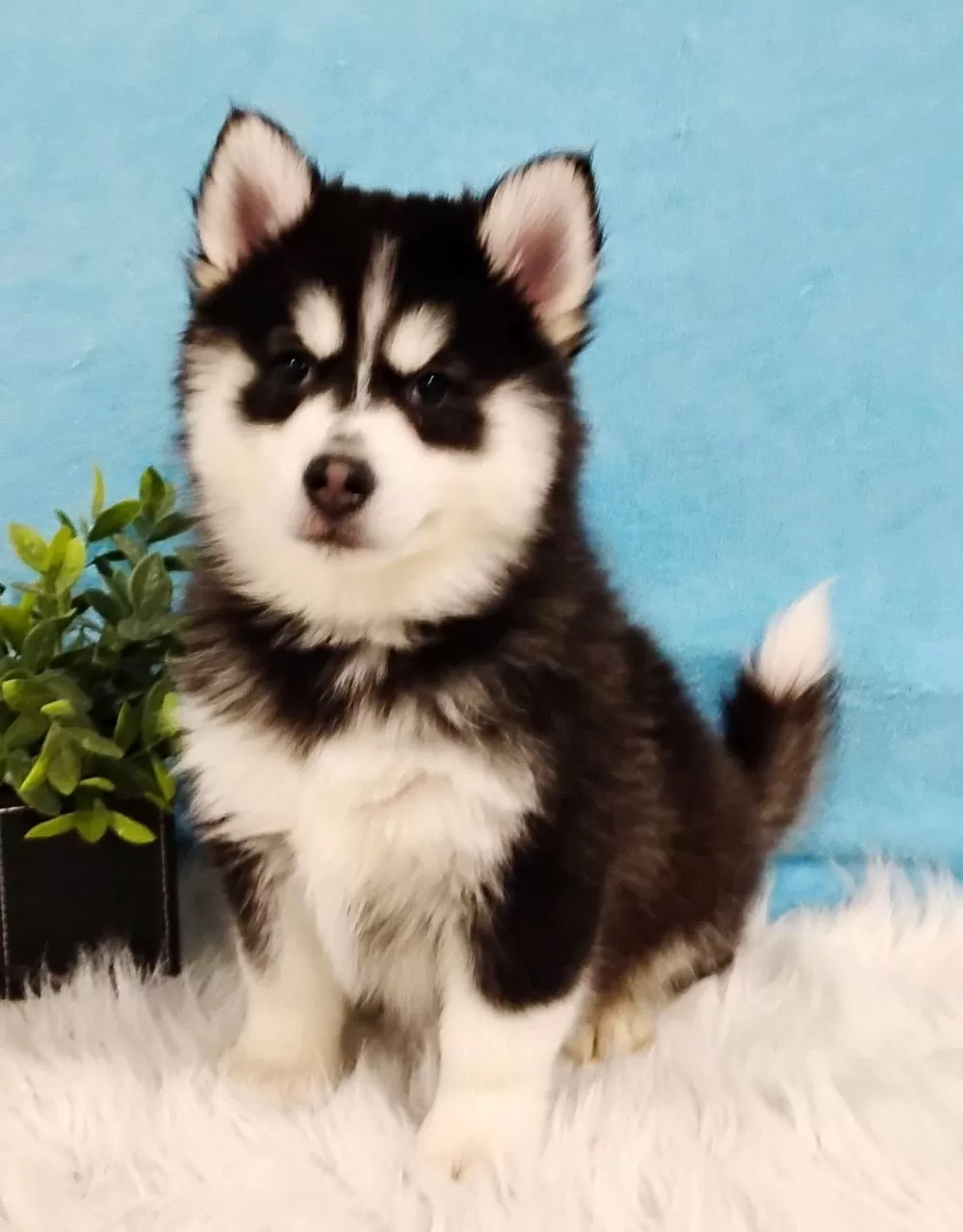 Pomsky