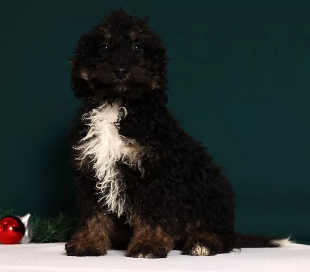 Mini Bernedoodle