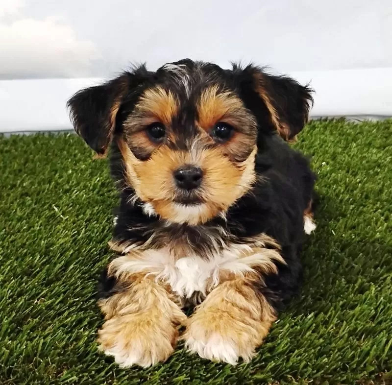 Elliott