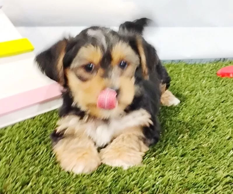 Elliott