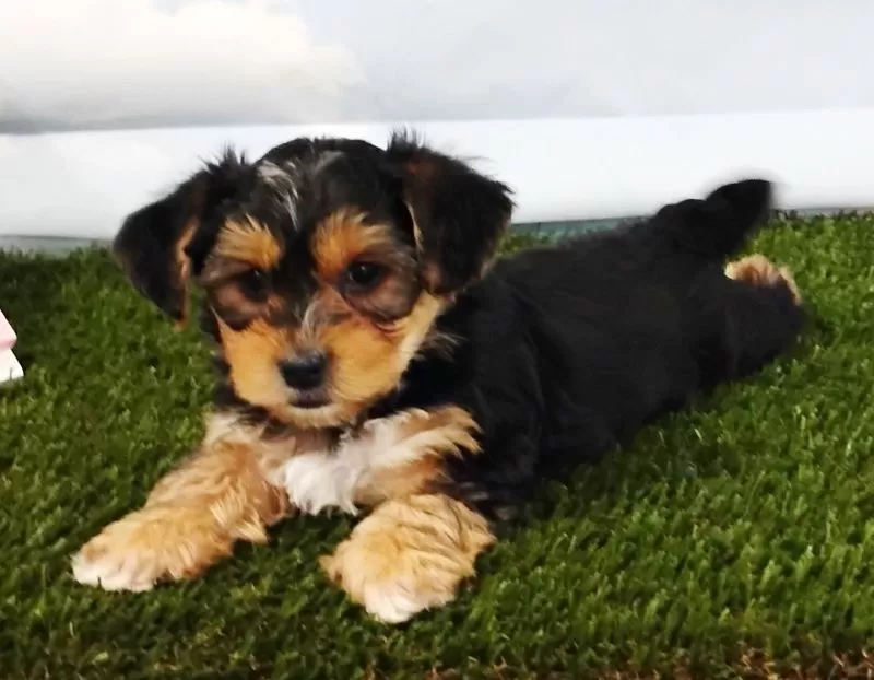 Elliott