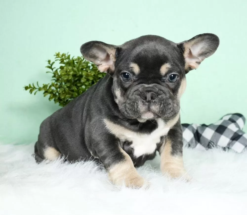 miniature french bulldog puppies
