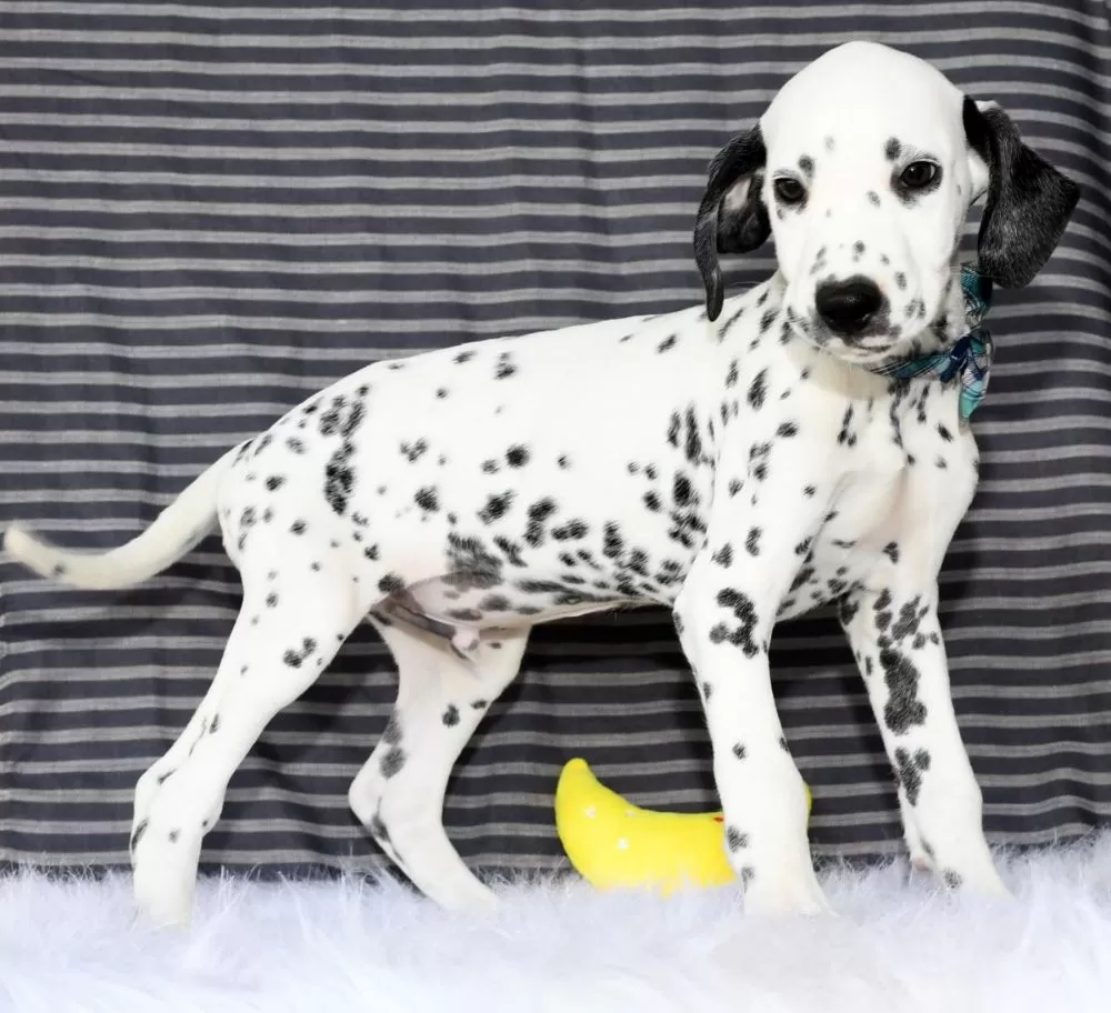 Dalmatian