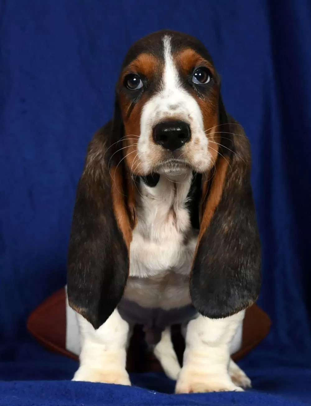 Basset Hound