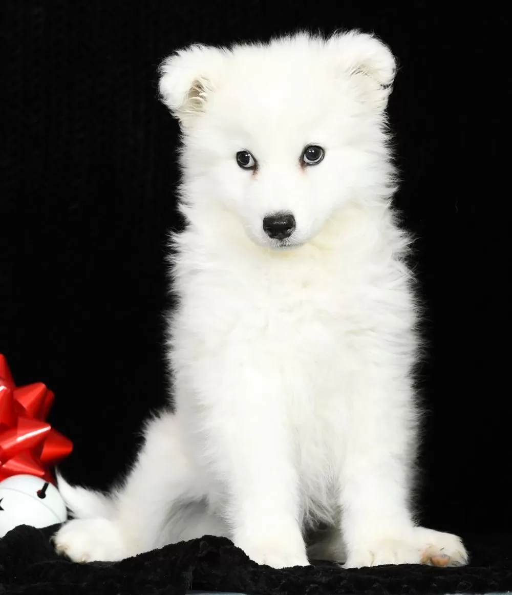 Samoyed