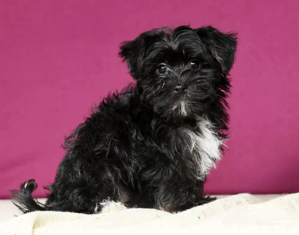 Maltese/Yorkie