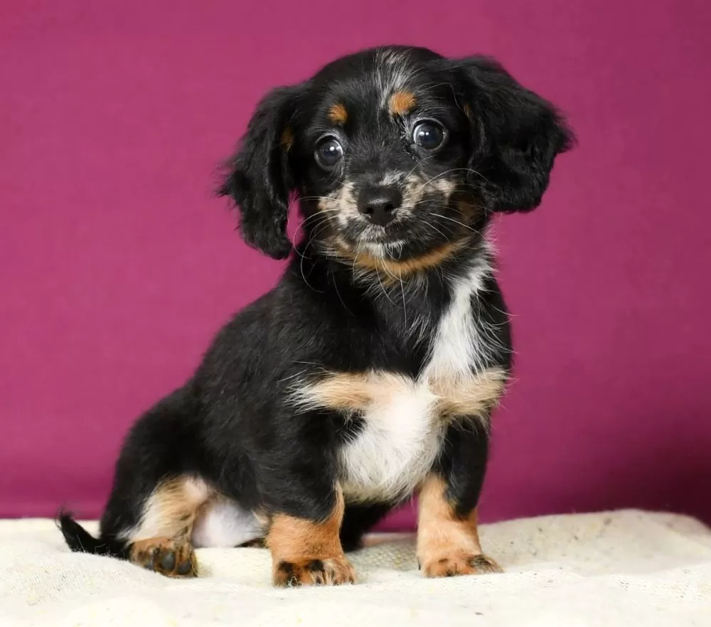 Chi-Weenie