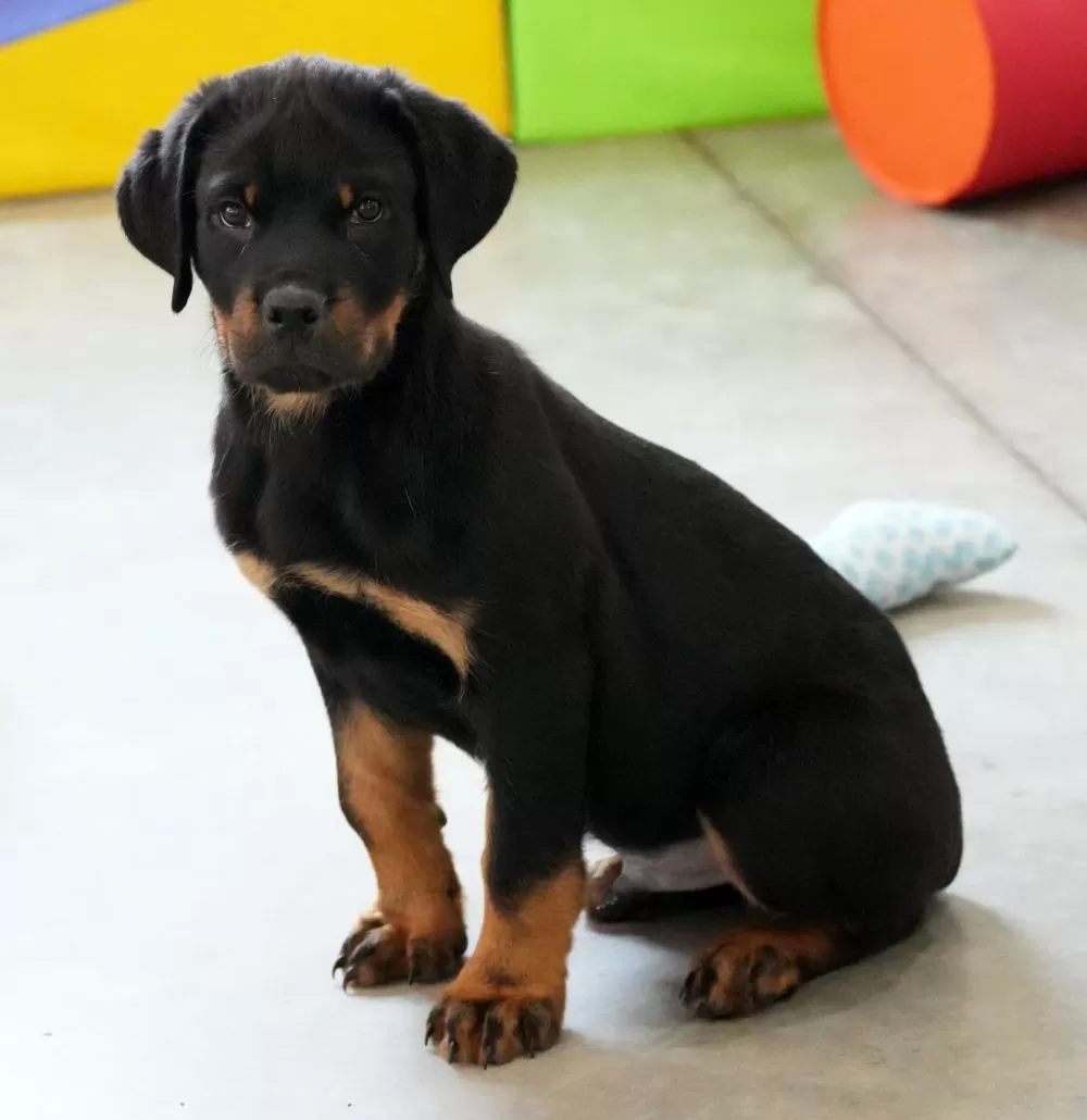 Rottweiler