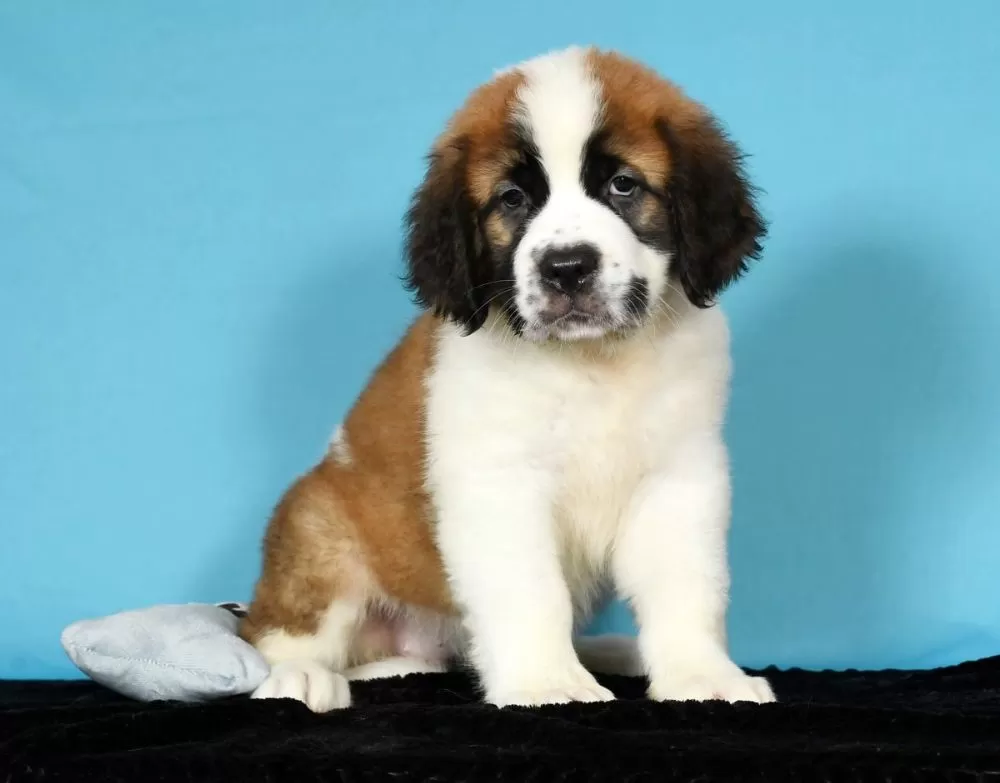 Saint Bernard