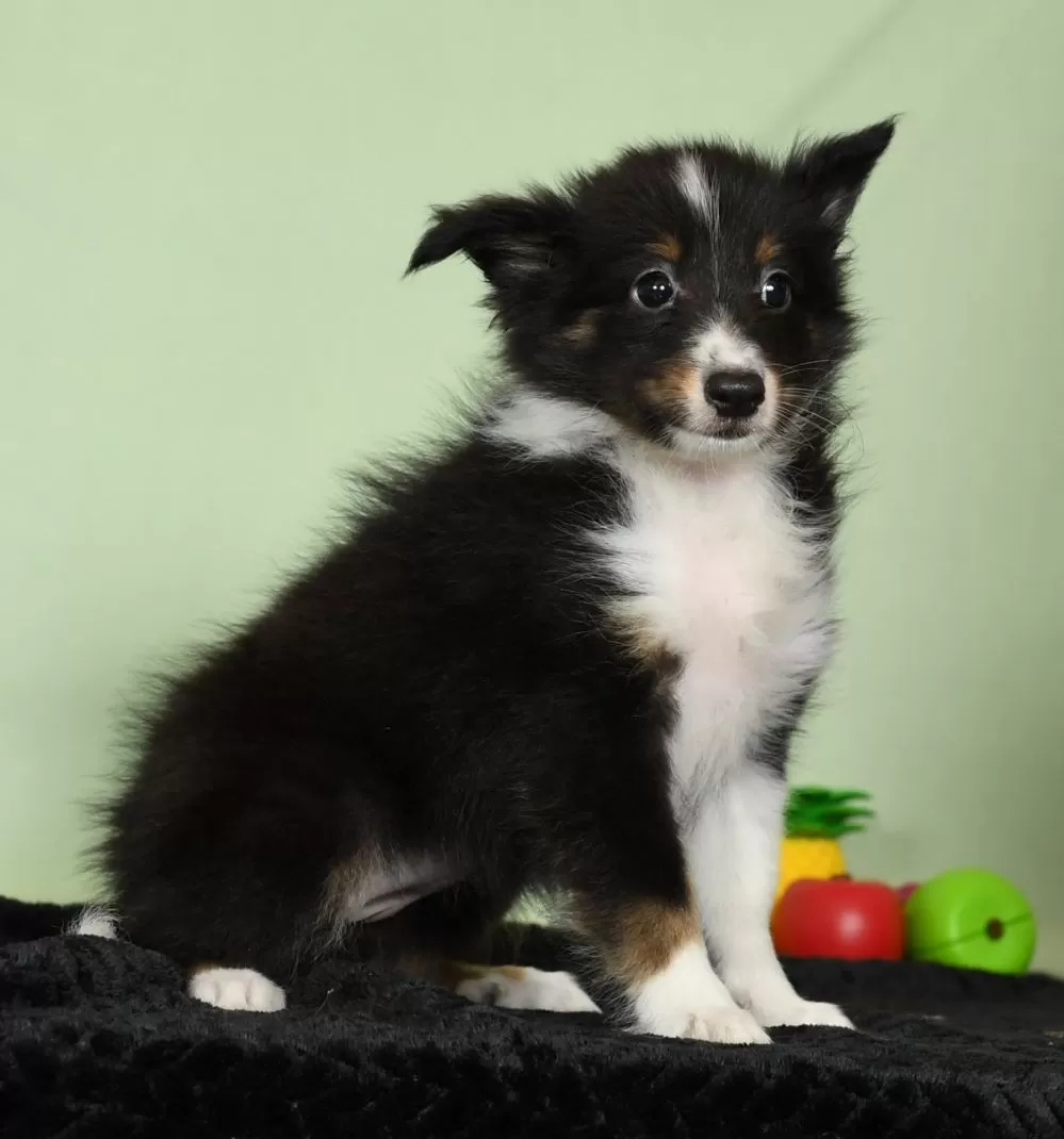 Shetland Sheepdog