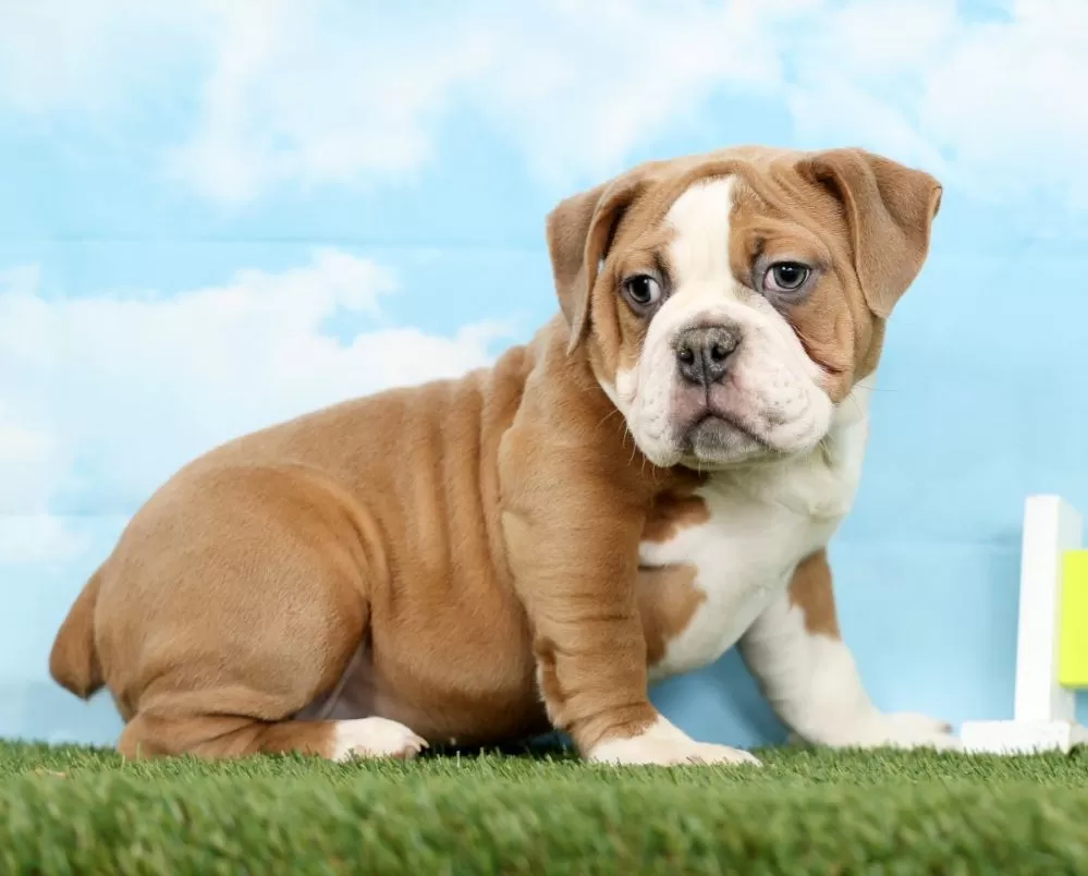 Olde English Bulldogges