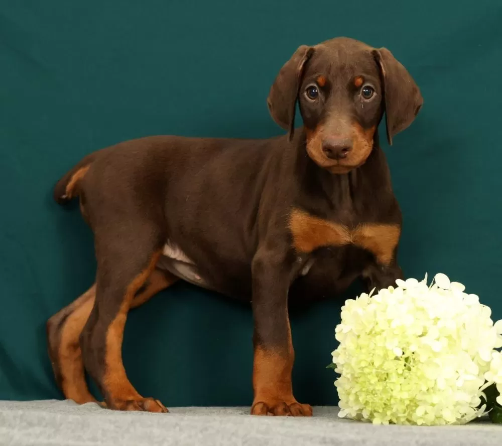 Doberman Pinscher