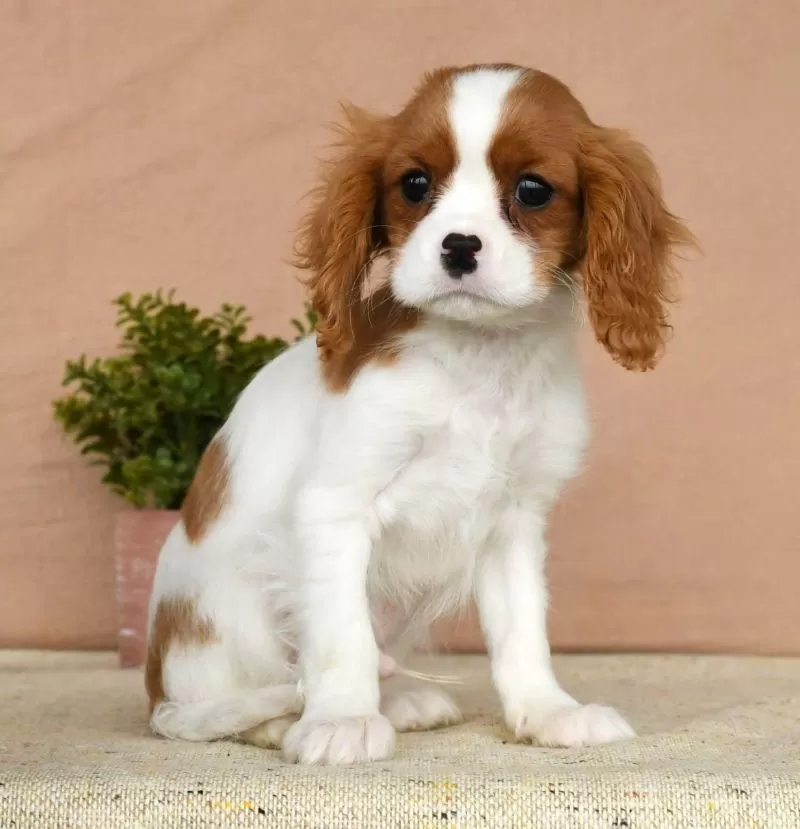 Puppy Name: Dakota