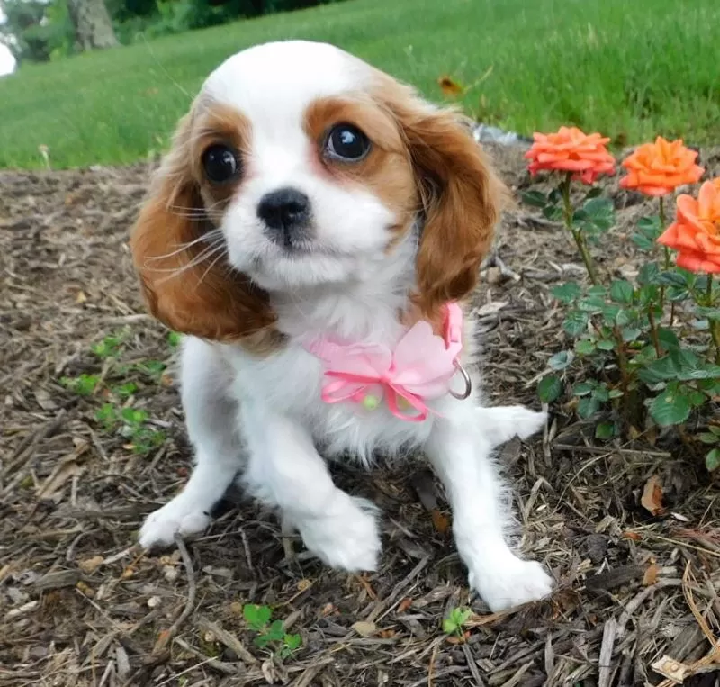 Puppy Name: Molly
