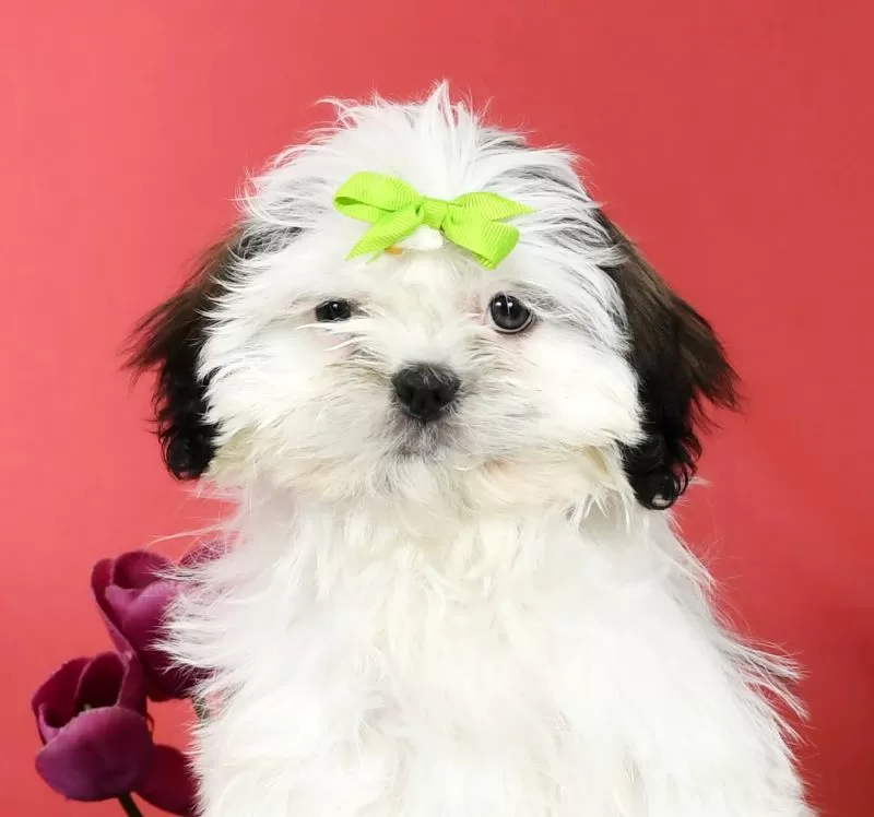 Lilly