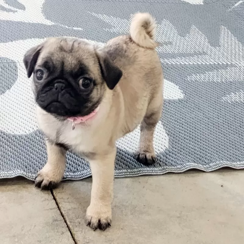 Puppy Name: Olivia