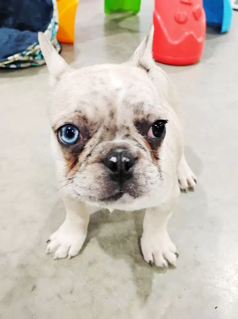 Oakley
