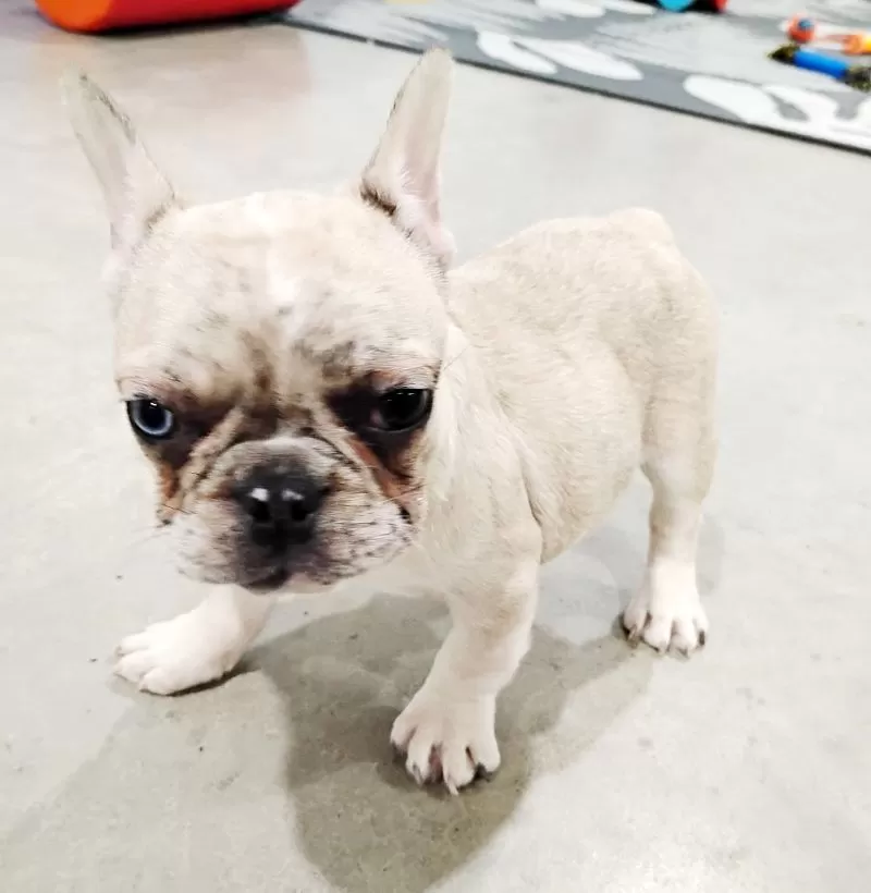 Oakley