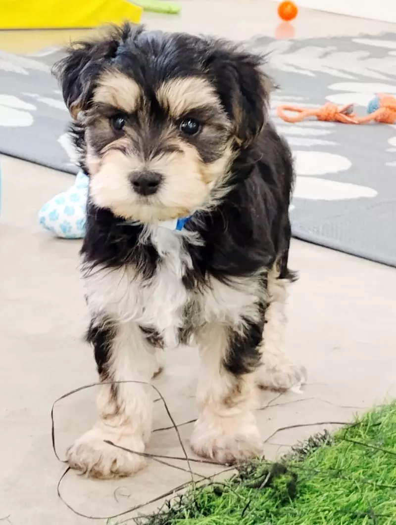 Puppy Name: Ollie