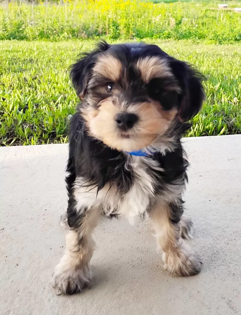 Ollie