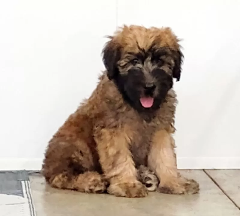 Puppy Name: Orlando