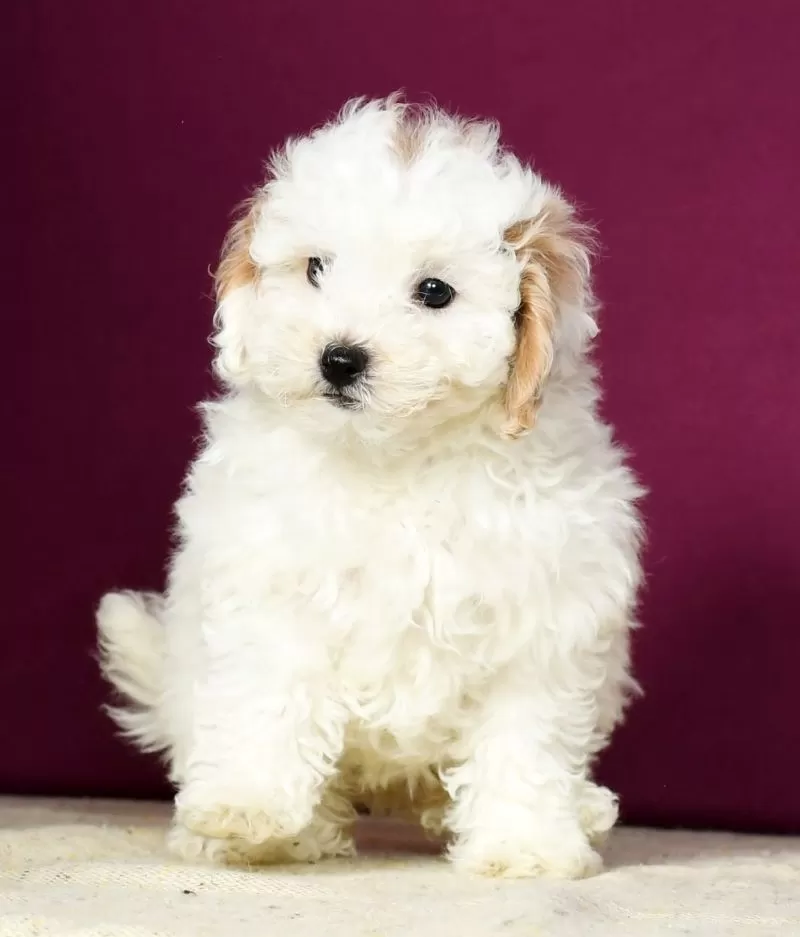 Petey