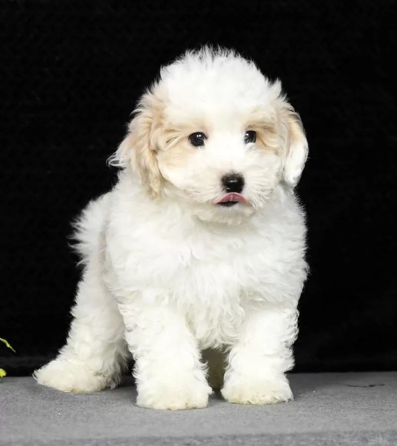 Peanut
