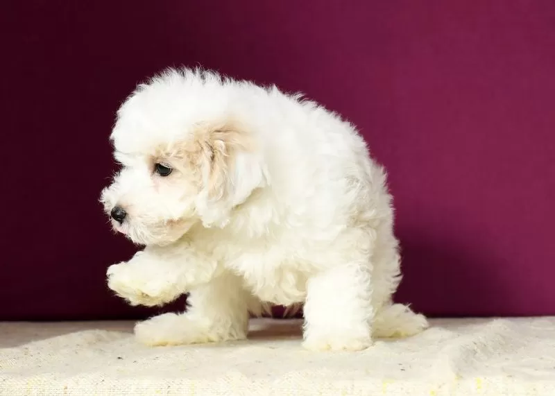 Peanut