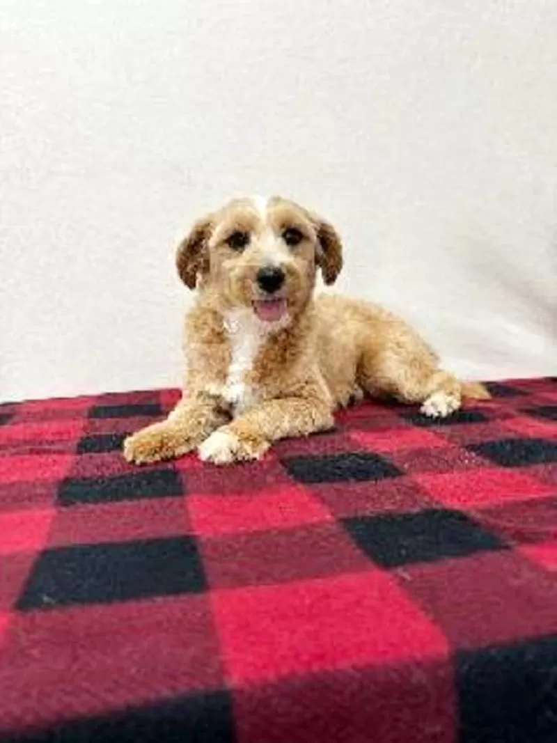 Peanut
