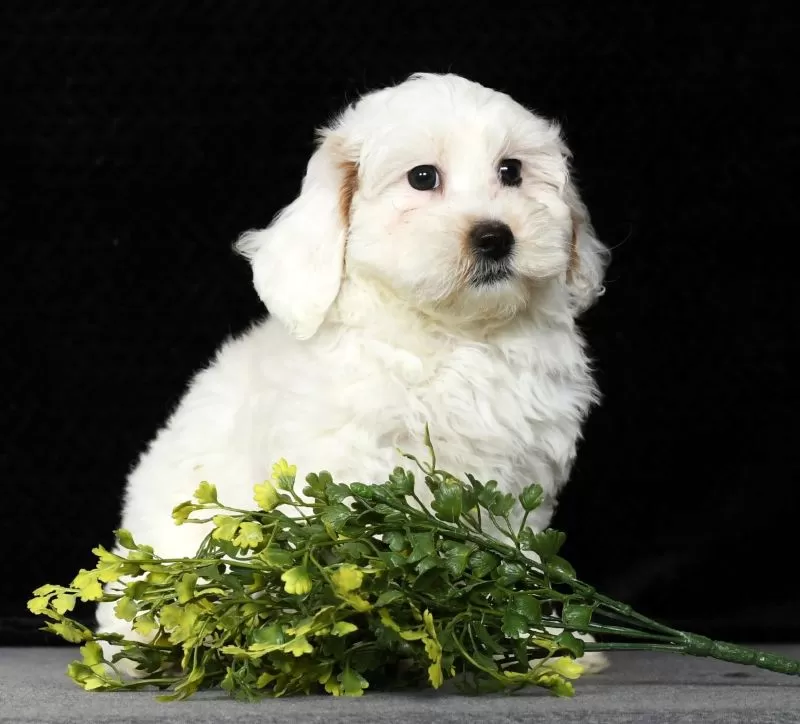 Puppy Name: Pansy
