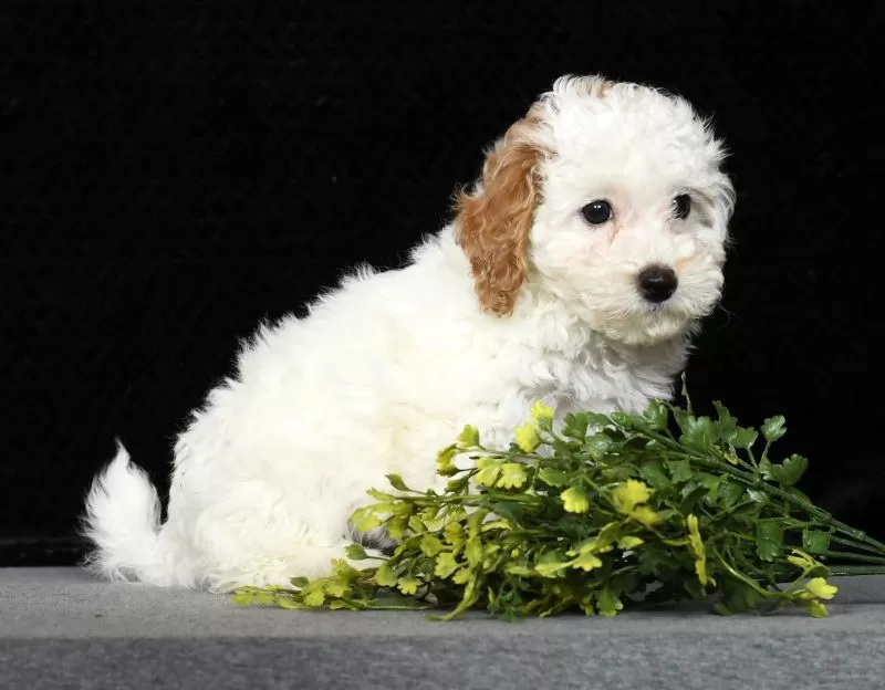Petunia