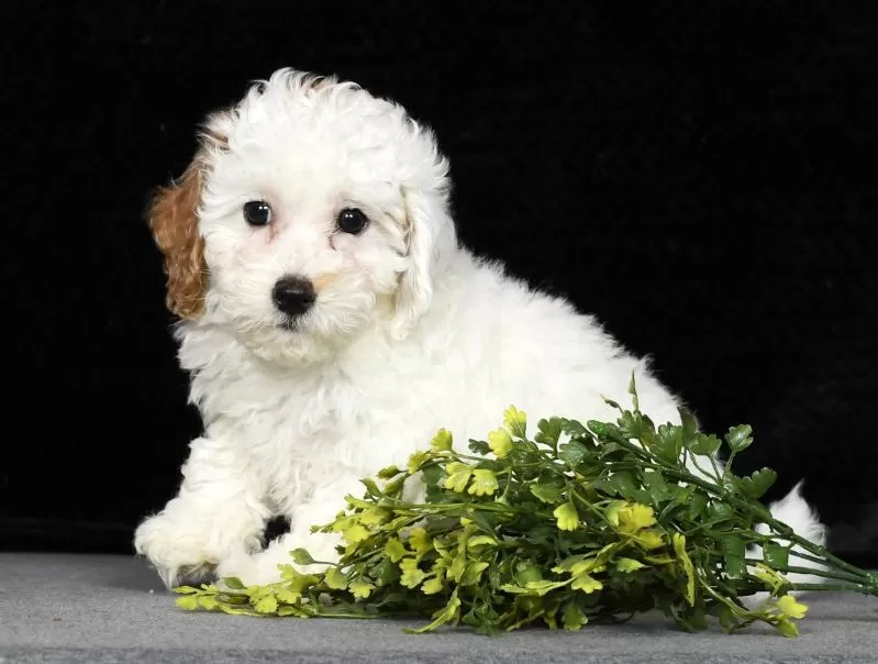 Petunia