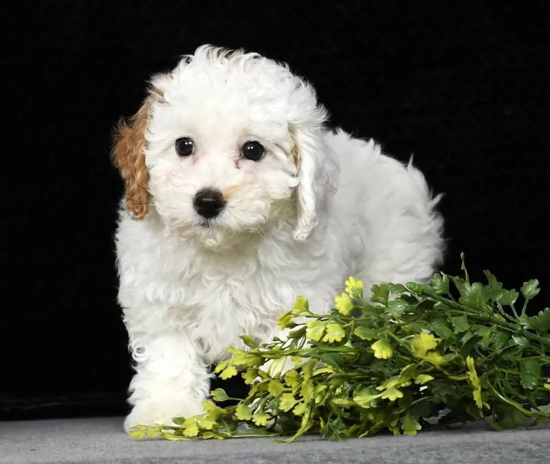 Petunia