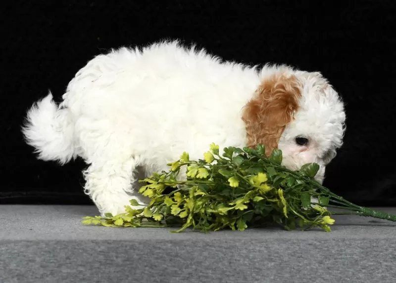 Petunia