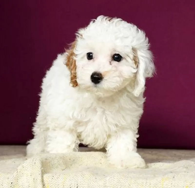 Petunia