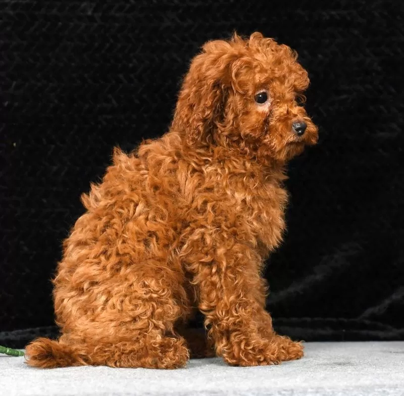 Nash