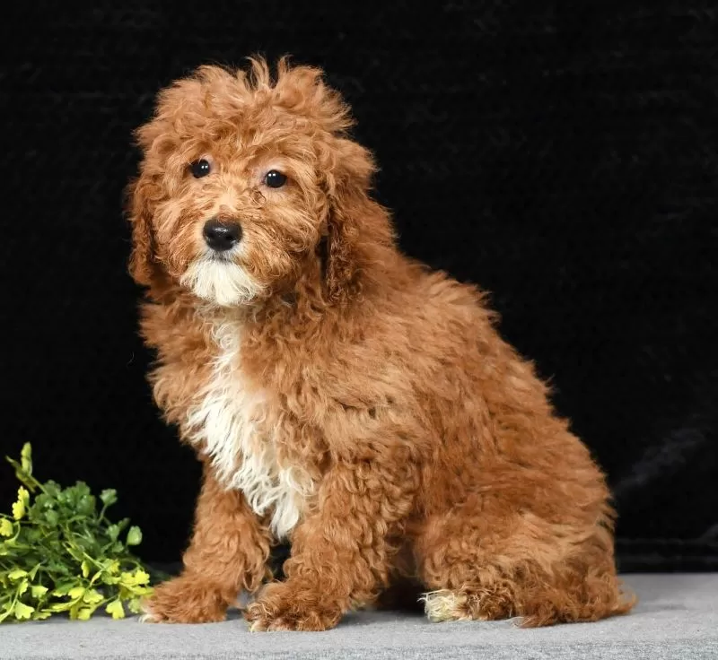 Puppy Name: Tootsie