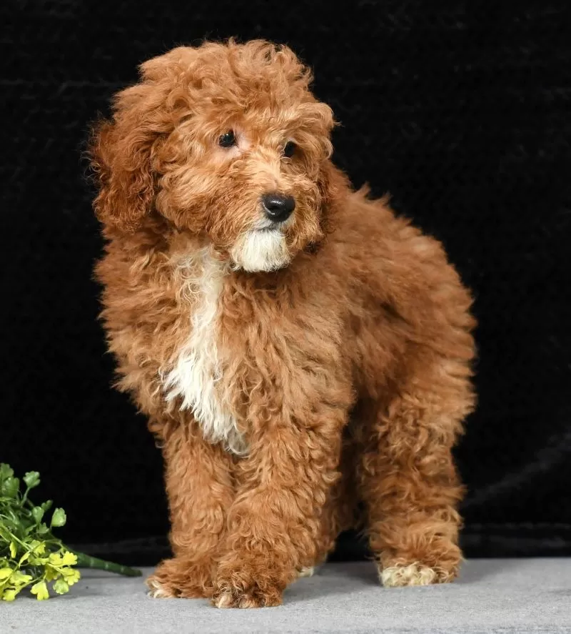 Tootsie