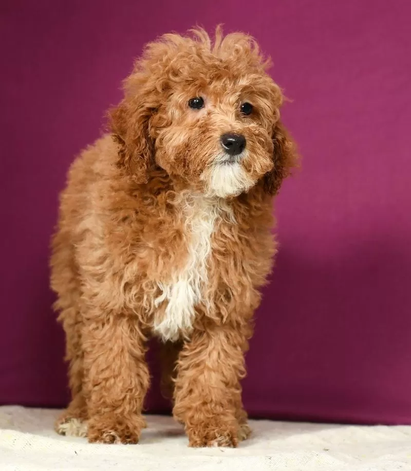 Tootsie
