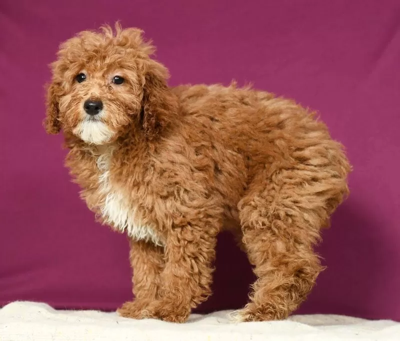Tootsie