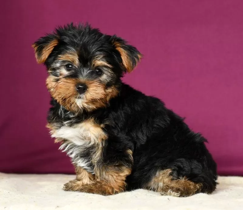 Puppy Name: Skipper