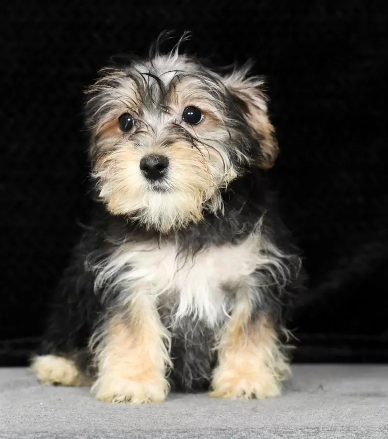 Sawyer