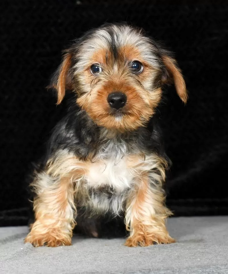 Teddy