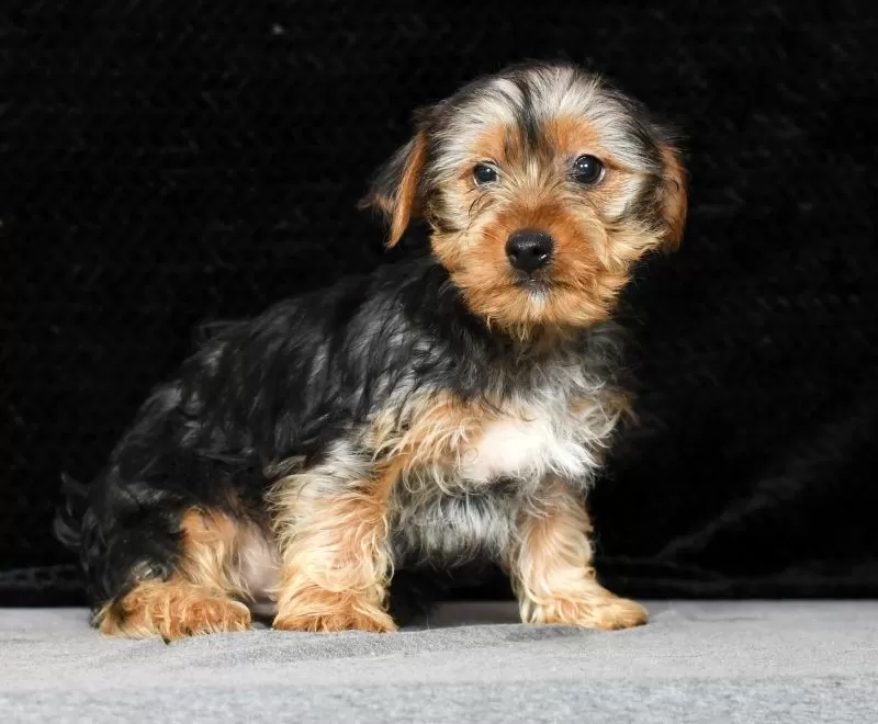 Teddy