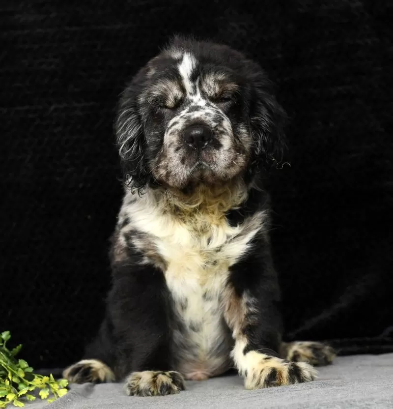 Puppy Name: Smoky