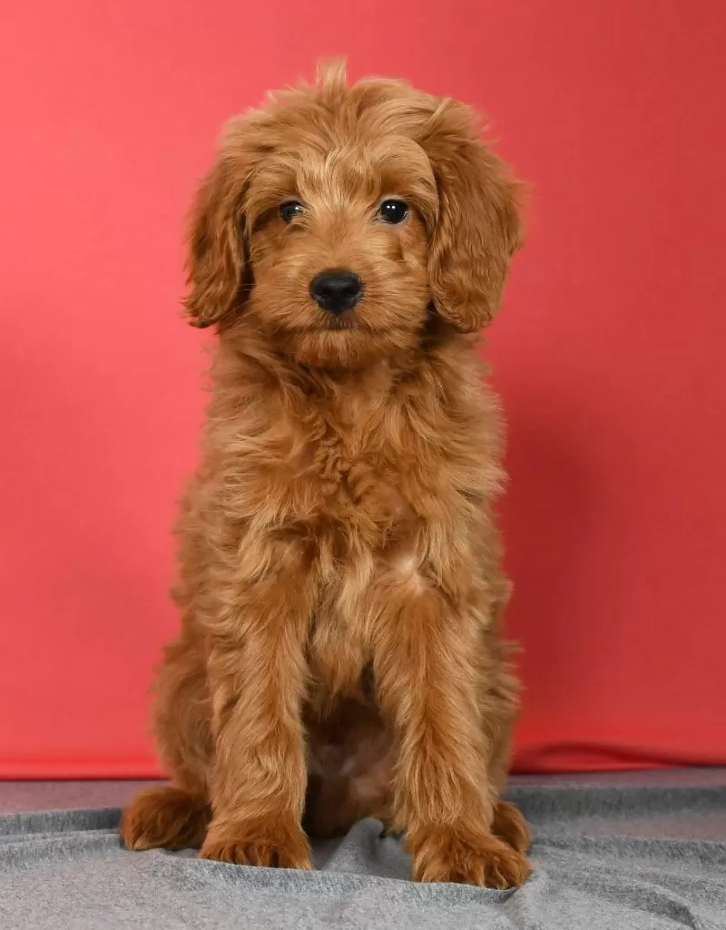 Winnie