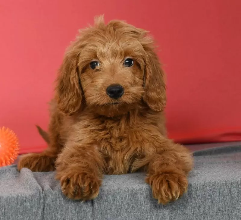 Winnie