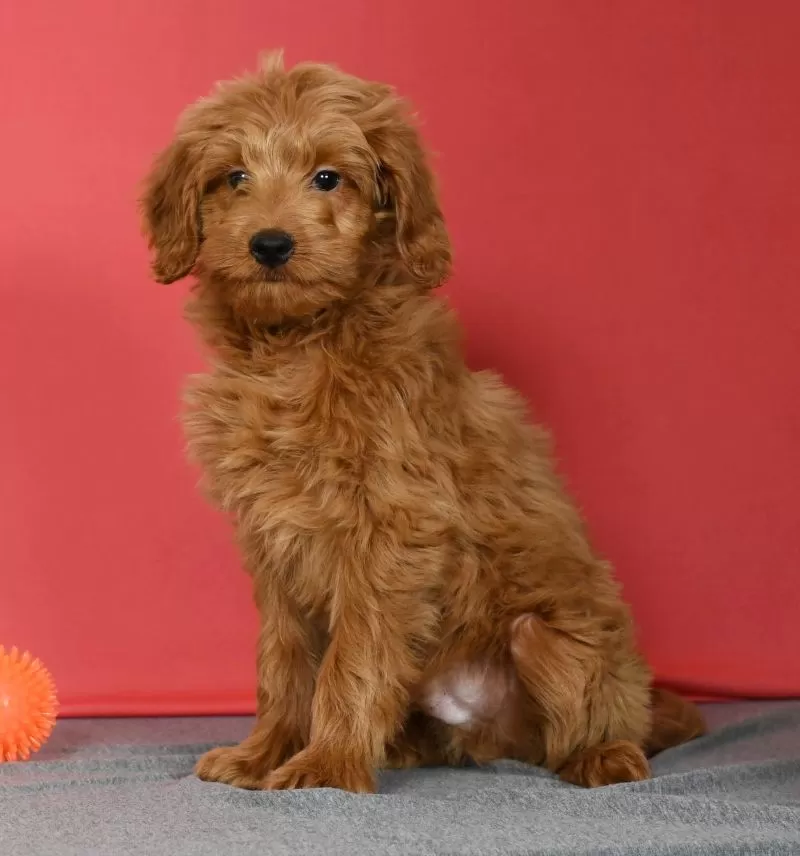 Winnie