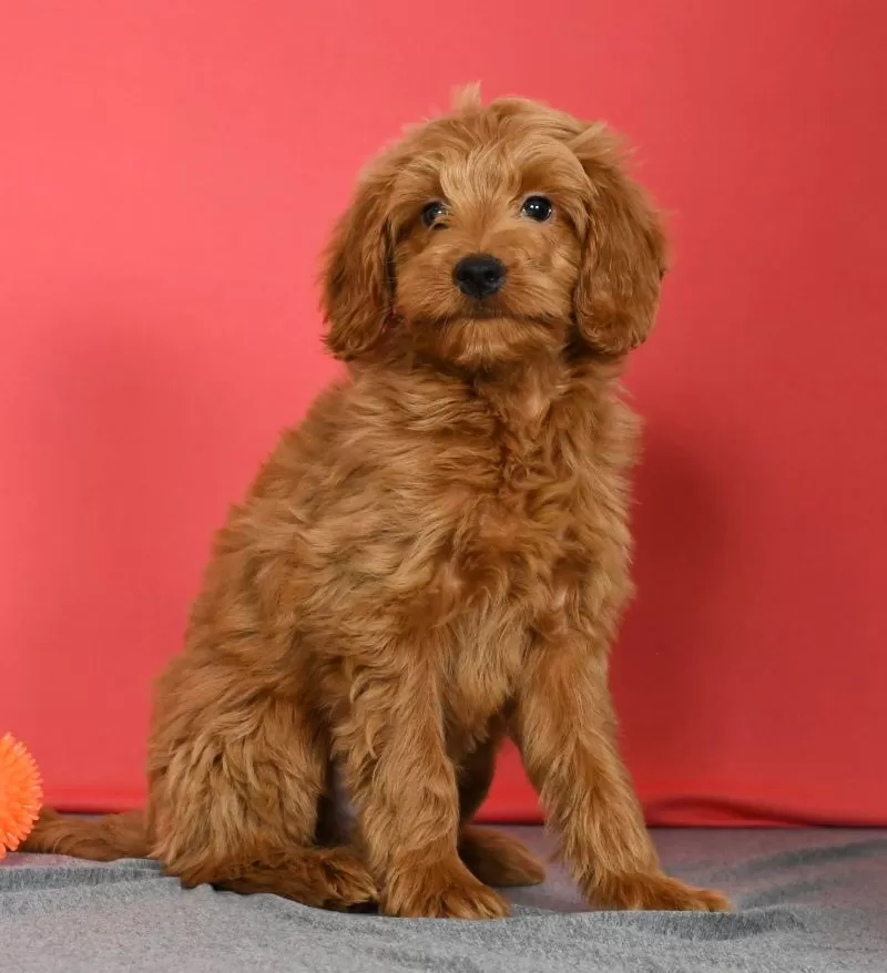 Winnie