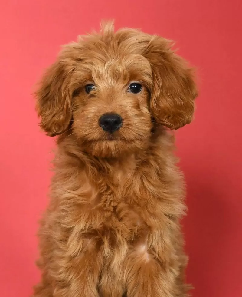 Winnie